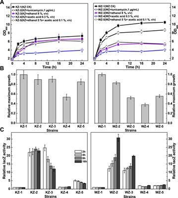 Comparison of the Unfolded Protein Response in Cellobiose Utilization of Recombinant Angel- and W303-1A-Derived Yeast Expressing β-Glucosidase